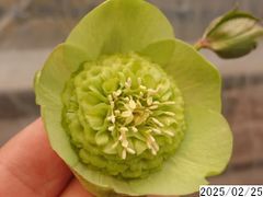 花1ガク0蕾4 開花株4号 在庫なし吉田多弁交配 吉田園芸生産 多弁セミダブル クリスマスローズ0225044