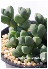 レーマニー コルプスクラリア Mサイズ5.5ｃｍポット Corpuscularia lehmannii 多肉植物 多肉永遠