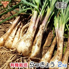 高知県産葉にんにく 葉ニンニク 野菜 産地直送2kg mdmjt - メルカリ