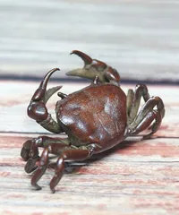 2025年最新】蟹置物の人気アイテム - メルカリ