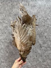 B13 ▽Drynaria quercifolia▽　ドリナリア　クエルシフォリア