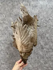 2026年最新】ドリナリアの人気アイテム - メルカリ