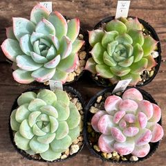 5-3】多肉植物4点セット（現品限り） - メルカリ