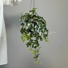 2024年最新】植物を吊るすの人気アイテム - メルカリ