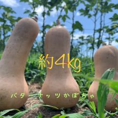 【訳あり】バターナッツカボチャ約4kg