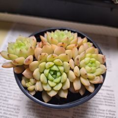 ☆マカダミア群生　A　多肉植物♪