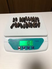 工場直売 関西産A級品 乾燥赤なまこ  100g20本(計量時100g22本)