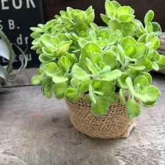 ポットごと　希少♡ライムシャワー♡斑入りのアロマティカス♡多肉植物♡ミントの香り