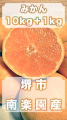 【大豊作感謝祭】大阪府堺市産　南楽園のみかんが大豊作です。みなさんにたくさん食べていただきたいので、特別感謝価格にて販売させていただきます。　箱込10kg+1kg　2LからSサイズ混合　不選別　産地直送
