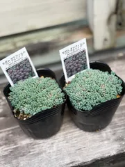 ①くすみカラーダシフィルム❤①現品2個セット 即購入OK ポットごと発送 2026年最新】多肉植物ダシフィルムの人気アイテム - メルカリ