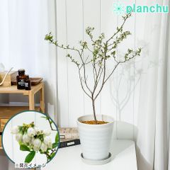 PLANCHU 果樹 ブルーベリー ピンクレモネード 7号鉢 受け皿付き 育て方説明書付き Vaccinium hyb. ‘Pink Lemonade’ ラビットアイ系 苗木 庭木