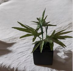 光触媒　人工観葉植物　マリファナ　草　大麻　CBD  123