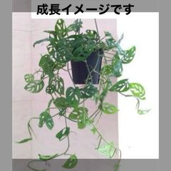 アデニウム　アラビカム　タコ足　大株 MA13【限定一株・激レア品種】アデニウム アラビカム たこ足