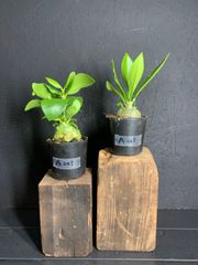ANT plants 『A』SET