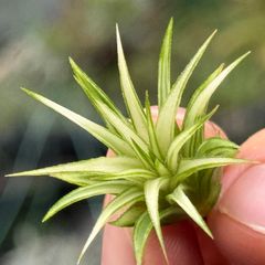 ホワイト率多め綺麗＊ ミニ極上＊ チランジア イオナンタ アルボマルギナータ(アルボマージナータ) Tillandsia ionantha Albomarginata＊エアプランツ＠フラワーショップ江口