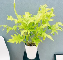 2025年最新】セローム ゴールドリーフの人気アイテム - メルカリ