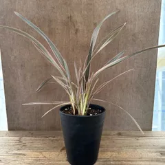 コルジリネ ピンクストライプ①  現品　Cordyline banksii  リュウゼツラン科  センネンボク属　観葉植物 観葉 植物 ピンク レア 希少 インテリア プレゼント おしゃれ 斑入り  グリーン カラーリーフ