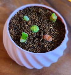 リトープス丼マウガニー添え　多肉植物　受け皿付き　2号鉢　鉢ごと発送　リトープス　マウガニー