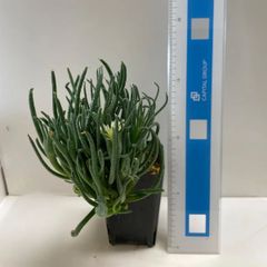 多肉植物　フエロボロス(レア)  抜き苗　根付き