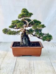 真柏　根上がり　石付き　小品盆栽　しんぱく　ねあがり　いしつき