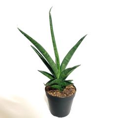 サンスベリア ブルーキュ 斑入り Sansevieria Blue Kew SANSEVIERIA Blue Kew Plant With Root + FREE Certificate Size