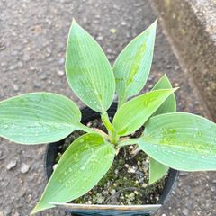 ホスタハルシオン4号ポットギボウシ日陰植物