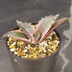 J608【自社養生株】アガベチタノタ　白鯨（斑入り・発根株・鉢植え）【多肉植物】