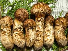 2025年最新】岩泉 松茸の人気アイテム - メルカリ