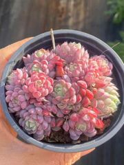 多肉植物　専用ページ3点