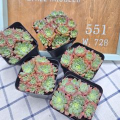 ☆キュートバブル☆多肉植物