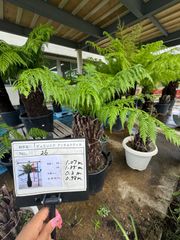ディクソニア 茨城県まで引き取りに来れる方限定 - メルカリ