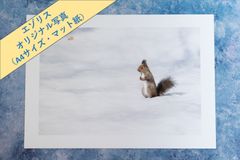 【エゾリス】オリジナル写真プリント（マット紙・A4サイズ）【野生動物】