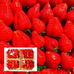 栃木・茨城産プレミアム苺セット｜大粒とちおとめ＆スカイベリー 250g×2パック ギフト用