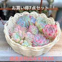 お買い得7点セット　韓国苗　多肉植物　速達込み