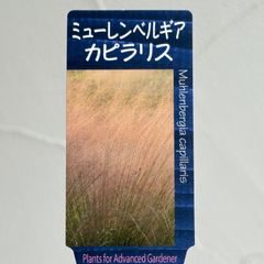 【グラス】ミューレンベルギア・カピラリス　3号ラベル苗