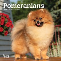 【輸入版】2024年 ポメラニアン ミニ カレンダー / ブラウントラウト 17.8 x 35.6 cm (Pomeranians  Calendar)