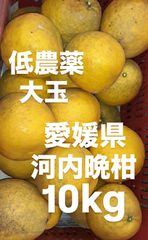 愛媛県産　低農薬　宇和ゴールド　河内晩柑　柑橘　10kg