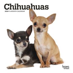 【輸入版】2024年 チワワ ミニ カレンダー / ブラウントラウト 17.8 x 35.6 cm (Chihuahuas  Calendar)