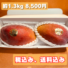 ★希少 玉文マンゴー秀品 2玉(約1.3kg)
