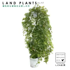 しだれもみじ/流泉（りゅうせん）【現品発送】管理 70386