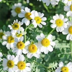 小花が可愛い★　タナセタム　ジャックポット