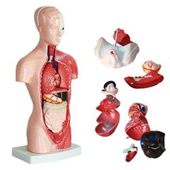 人体模型 4点セット GwYSbuxEZZTJMJRYMRgWP9.jpg@jpg