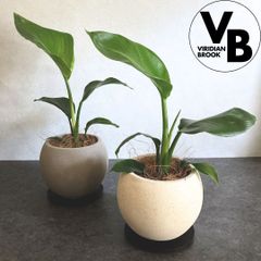 ストレリチア オーガスタ 陶器鉢 植木鉢 観葉植物