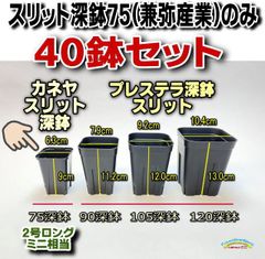 カネヤ＊スリット深鉢75型 2号ロング相当一辺6.3cm カネヤEG-75Lスリット40鉢＊兼弥産業＠多肉植物・塊根植物コーデックス・アガベ・サボテン・観葉・ハオルチア・アデニウム・パキポディウム＊グラキリス実生＊プレステラ深鉢75型同等＠フラワーショップ江口