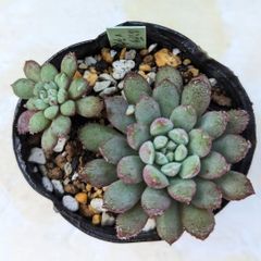 多肉植物　ルンデリー×ラウ030