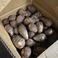 千葉県産芽出し里芋土垂れ箱込み20キロ - メルカリ