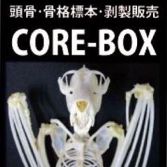 頭骨・骨格標本・剥製 CORE-BOX - メルカリShops
