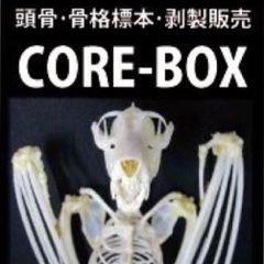 レア! エミュー(雛)剥製 ※台座付き - 頭骨・骨格標本・剥製 CORE