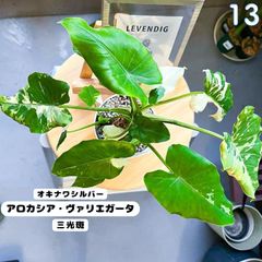 アロカシア　斑入り　２種 アロカシア・グリーンベルベット斑入り 3.5号 | 日本ライン花木
