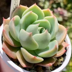 人気レア品種！★雲の花 多肉植物（抜き苗・速達付）自家栽培 国産